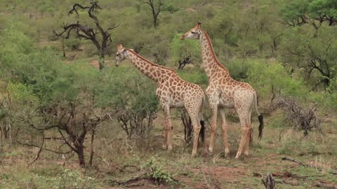 Captivating Habits of Male Giraffe