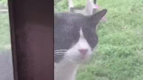 cat in the shower