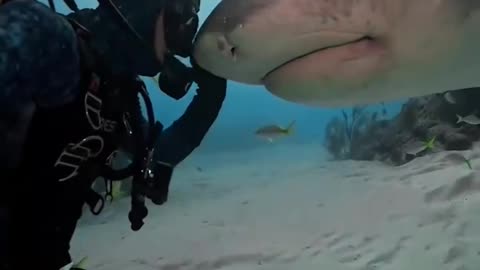 Face To Face With Shark