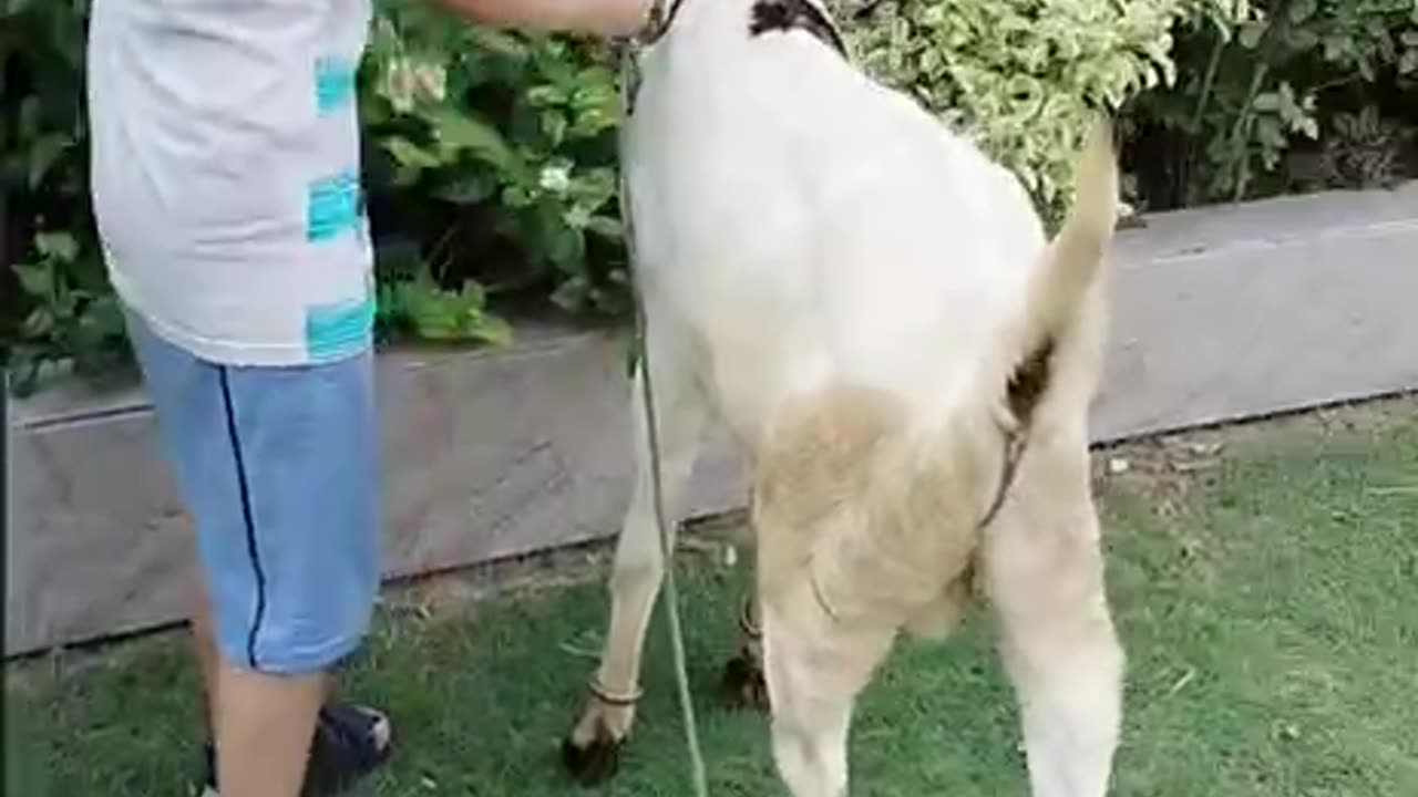 My bakra