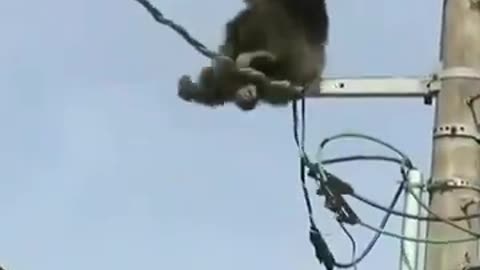 A Chimpanzee Atop High Extension Wire #shorts #viral #shortsvideo #video