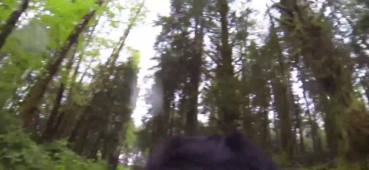 Sasquatch/bigfoot Caught on a Dogs Go-Pro