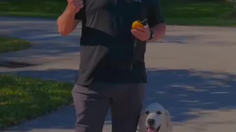 Which dog was trained using the E-collar?