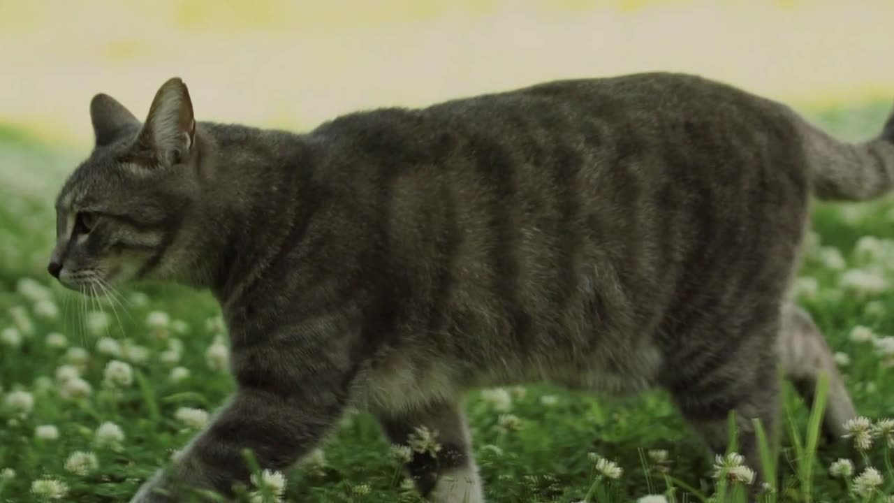 Cats in Focus: An Adorable Short Film