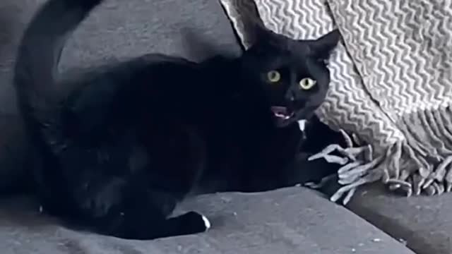 Angry catmy instagram @yuriigolden