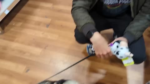 Dog pick birthday presents