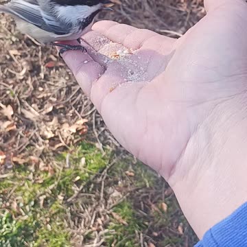 Birds in my hand