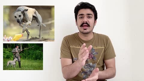 RAMPUR GREYHOUND DOG#RAMPUR GREYHOUND DOG PRICE IN INDIA#INDIAN DOG BREEDS#GREYHOUN DOG#RAMPUR HOUND