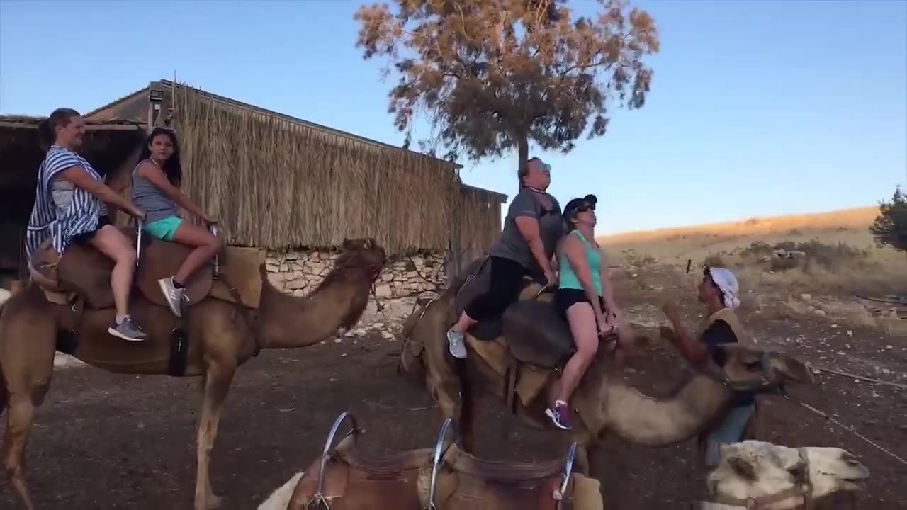 Funny animals videos with human