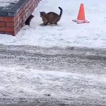 The funny cat 🐈 is running away from the mouse ! Joy Funny Factory