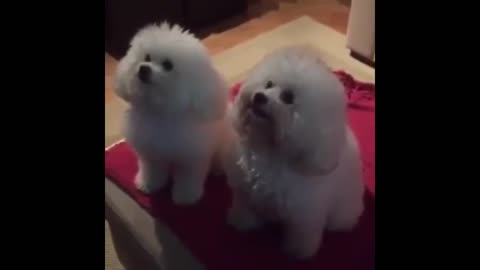 Hard finger brother. DOG REPORTS THE BROTHER.