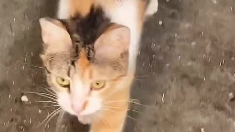 "Whiskers and Wonders: Adorable Cats Embark on Playtime Adventures!"