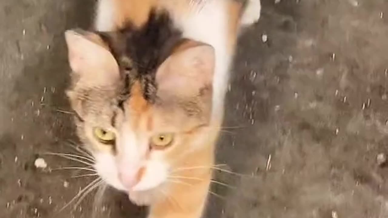 "Whiskers and Wonders: Adorable Cats Embark on Playtime Adventures!"