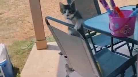 Cute cat funny videos funny animals videos funny cartoon videos