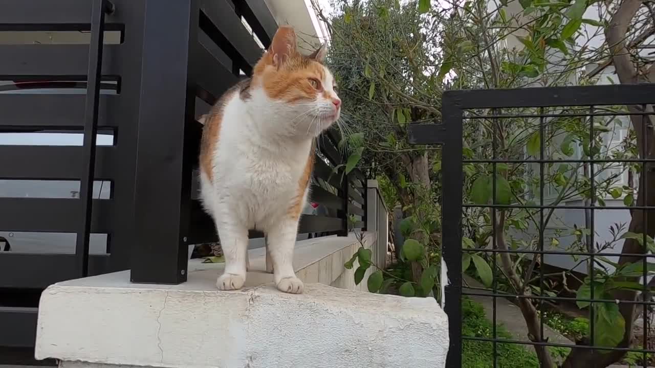 Fat calico cat meowing like a stutterer is unbelievably cute