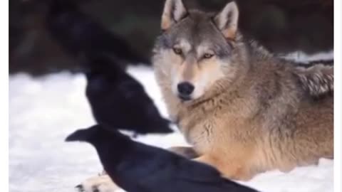 Wolves & crows friendship
