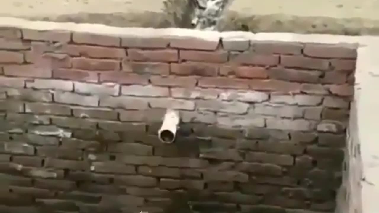 Dog Inside The Pit Hole