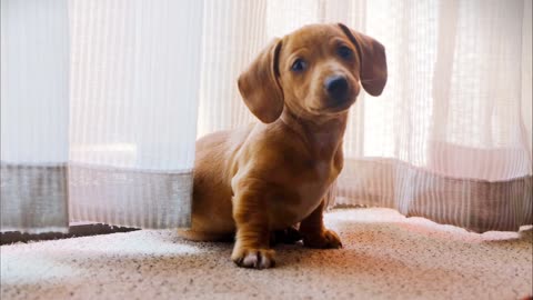 This boby ear and expression are so cute!