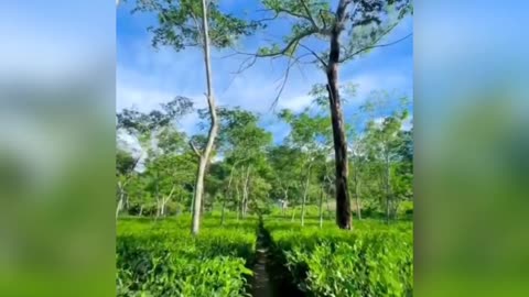 #Nature Video#