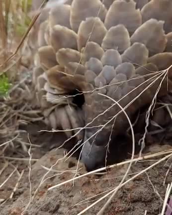Watching this Pangolin feeding was the highlight of my day!