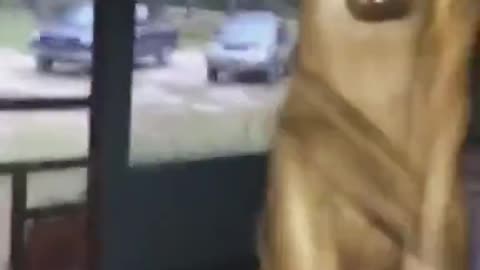 Slap Boxing A Deer