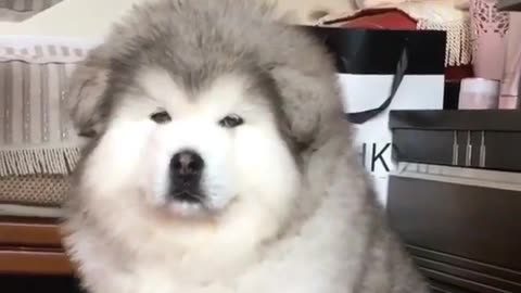 Funny animal videos|Cute animal videos |Funny dog&cat videos|Hilarious pet videos|Funny video