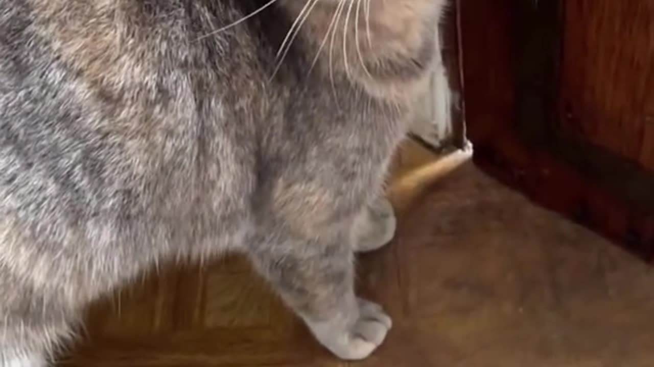 sounds that attract cats