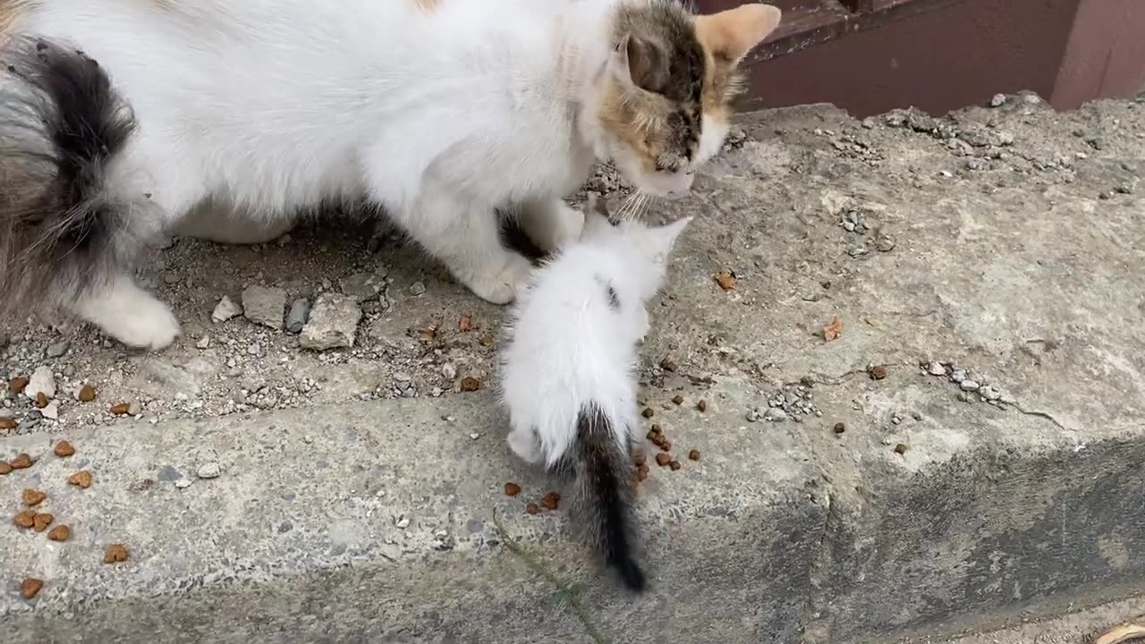 Hungry Kitten and Mother Cat living on the street. I gave them food 😥