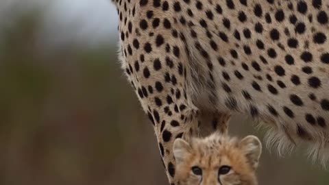 Wildlife & Funs