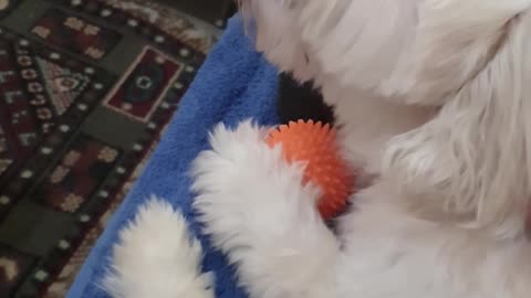 Snoopy goofing around with Mr. Ball