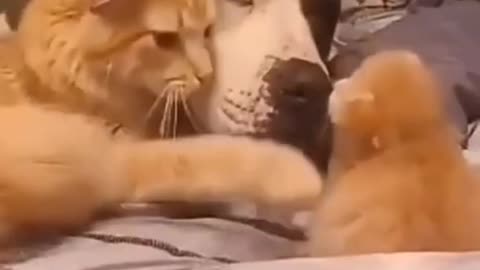 Dog & Cat Saying Hello To A New Born Kitten! Cute Animal Video You Cant Miss!