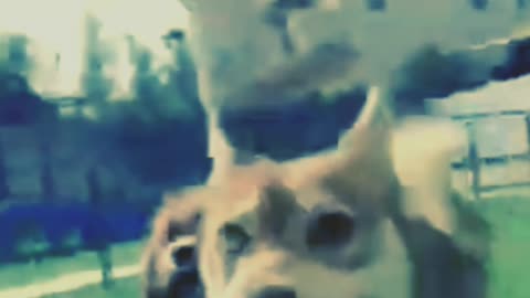 Cute dog training