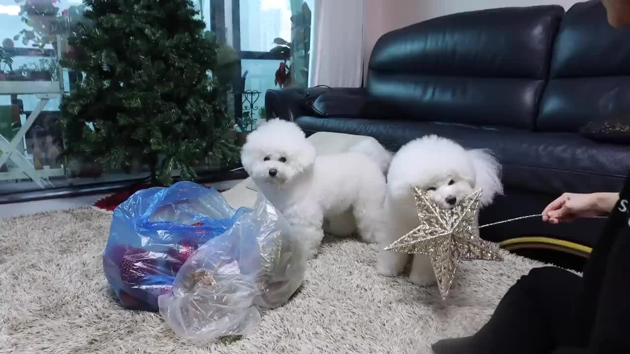 My Puppies Getting Ready For Christmas