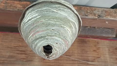 Wasp Nest