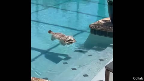 Best Dog Videos of the Decade