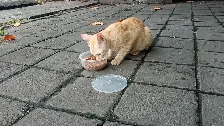 Find the blind orange cat and feed it #1 #momokittens #cat #kittens #animals