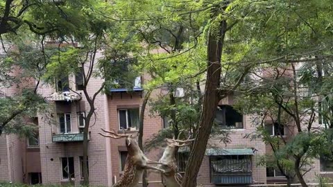 Two deer fighting