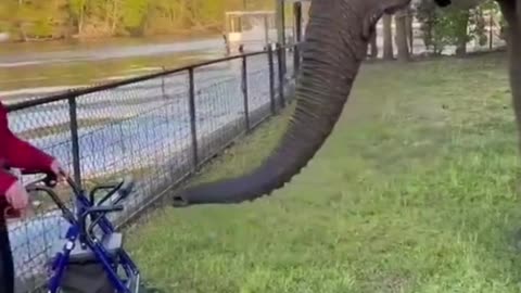 Funniest animals video 2023