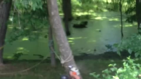 Crazy and Funny Videos!
