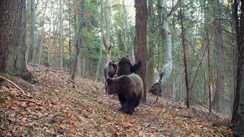 Medvedia rodinka na výlete | Medveď hnedý (Ursus arctos) | Fotopasca