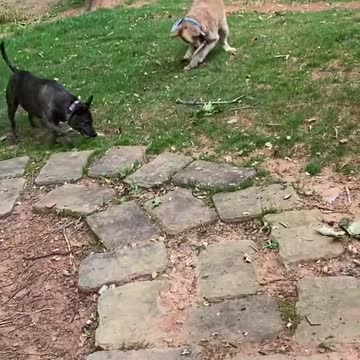 GOLDEN DOG LOVE TO CARRY TREE BRANCH.mp4