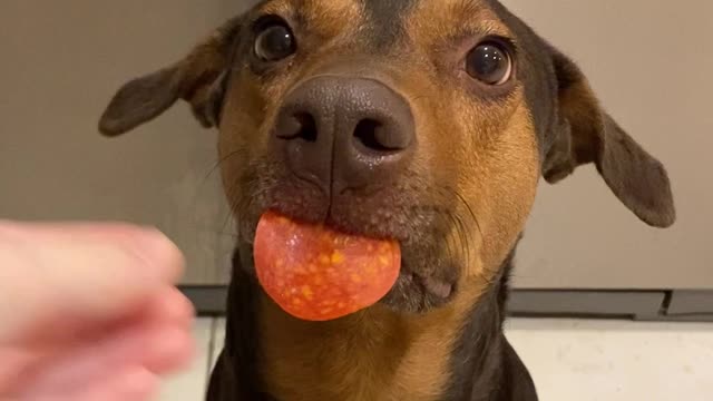 Salem the Pup Has a Lot of Impulse Control