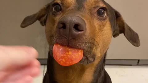 Salem the Pup Has a Lot of Impulse Control
