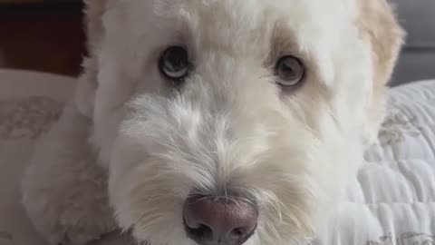 Poodle Dog having Conversation Furparent