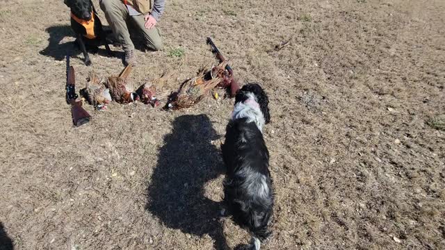 First pheasant hunt 2021