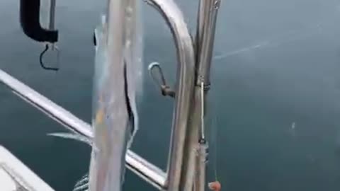 Fishing and get a shining fish