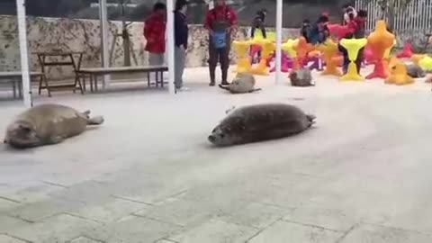 Shorts - Seals