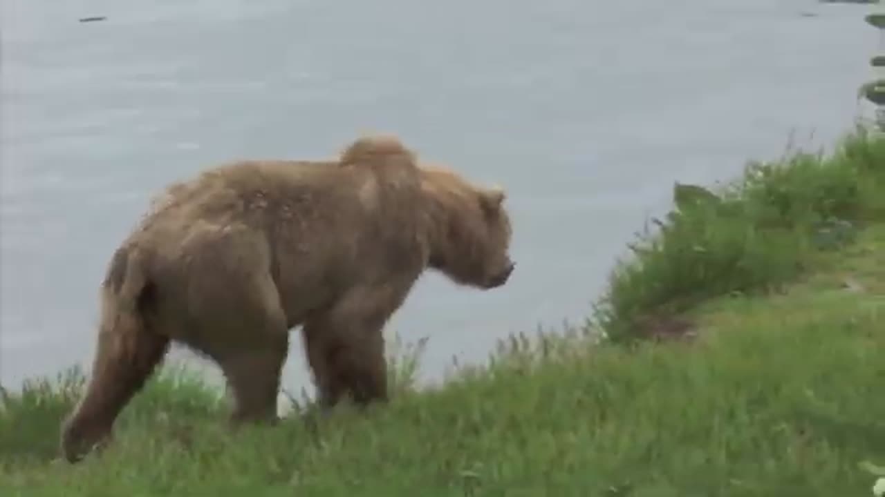 Kodiak Bears at Lake Frazier