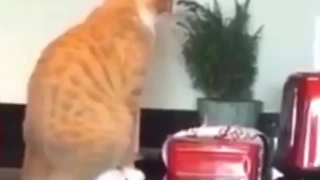 These cats are really hard to understand
