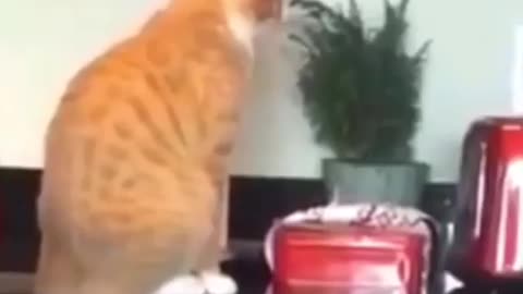 These cats are really hard to understand